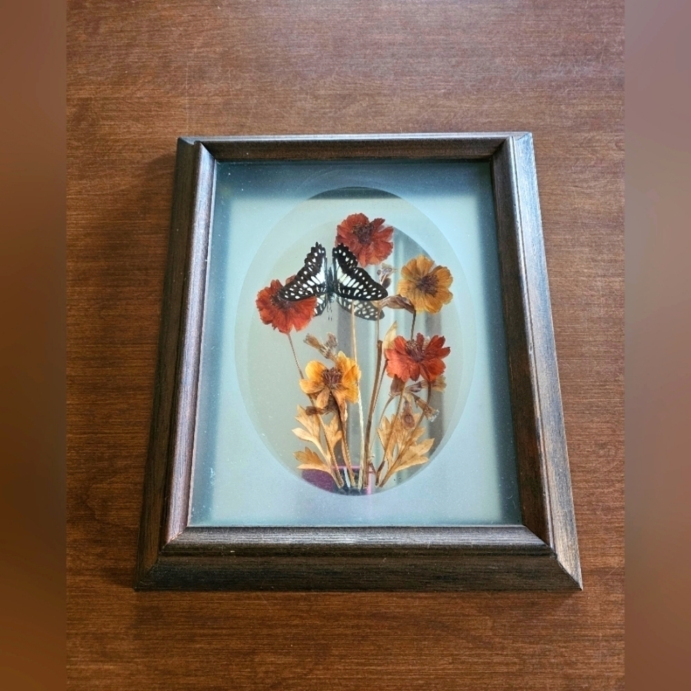 Vintage Butterfly Display